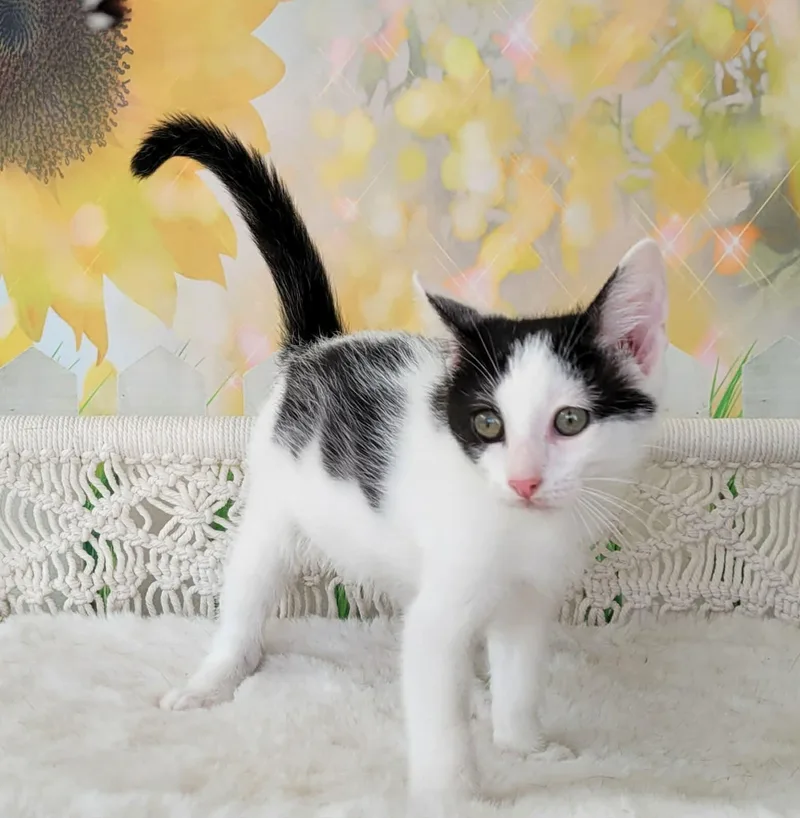 Maru thumbnail 3
