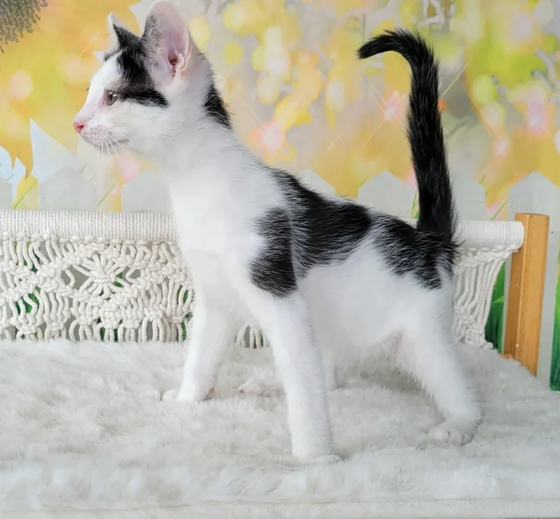 Maru thumbnail 4