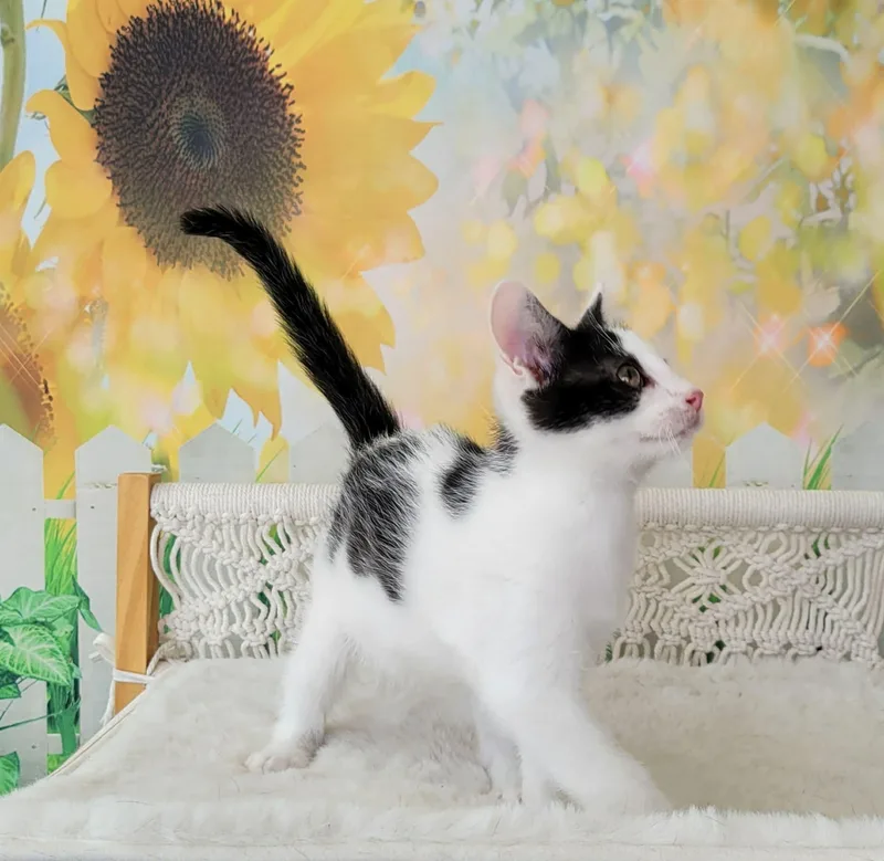Maru thumbnail 5
