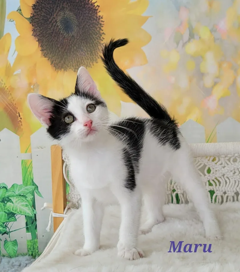 Maru thumbnail 6