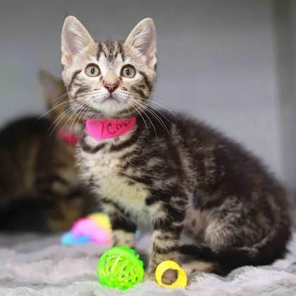 A baby small-sized female Gray / Blue / Silver Domestic Short Hair cat named Cinco De Meow for adoption in Atlanta, GA
