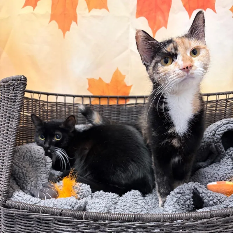 A young medium-sized female Domestic Short Hair cat named Honey for adoption in Henderson, NV