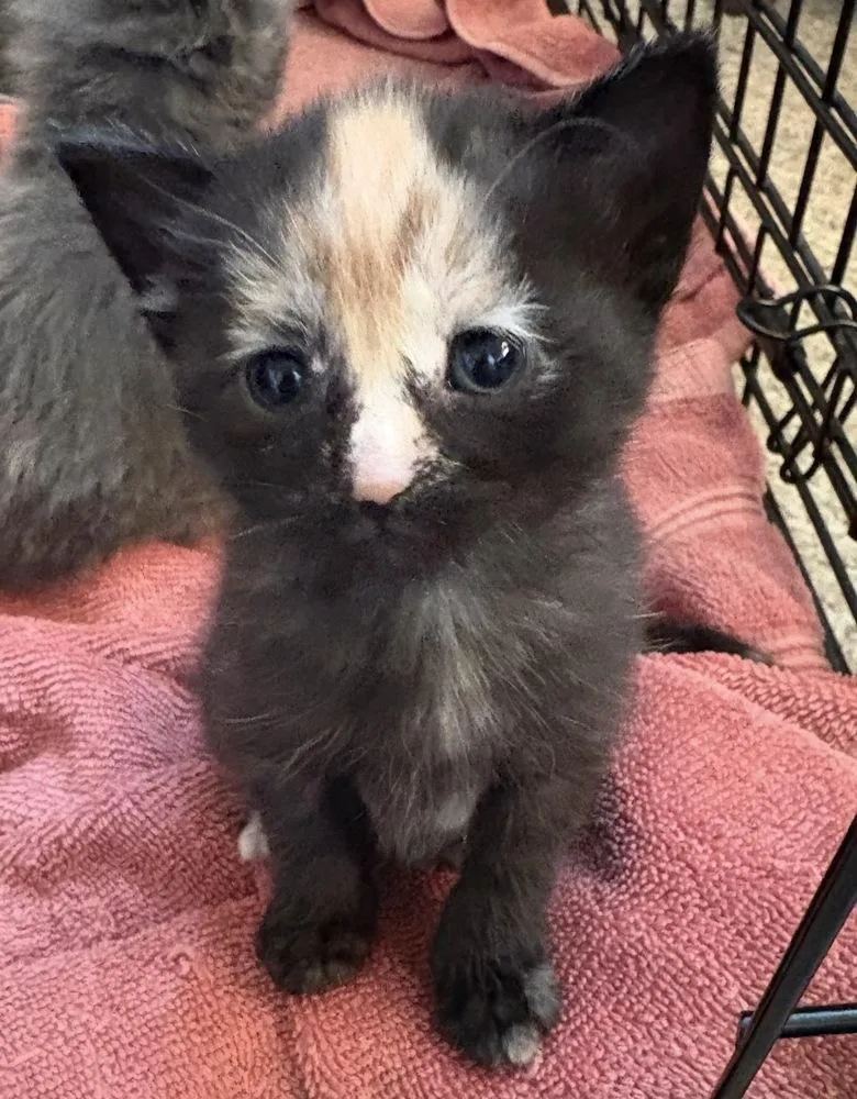 A baby small-sized female Domestic Short Hair cat named Pippi for adoption in Taylor, PA