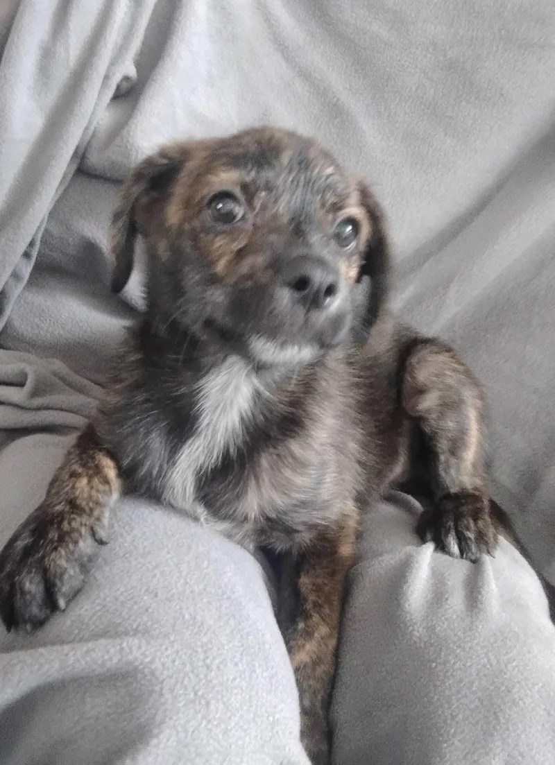 A baby medium-sized male Terrier dog named Hunter for adoption in Winter haven, FL