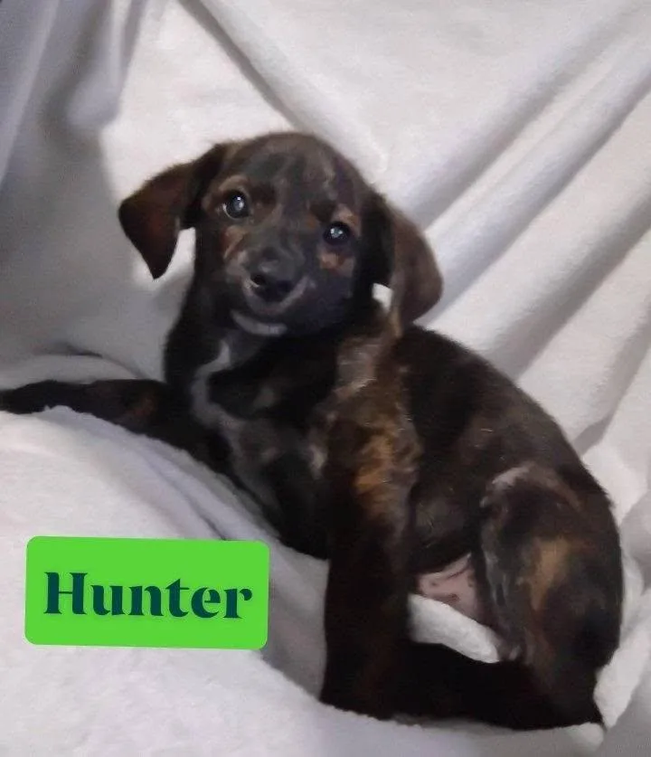 Hunter thumbnail 3