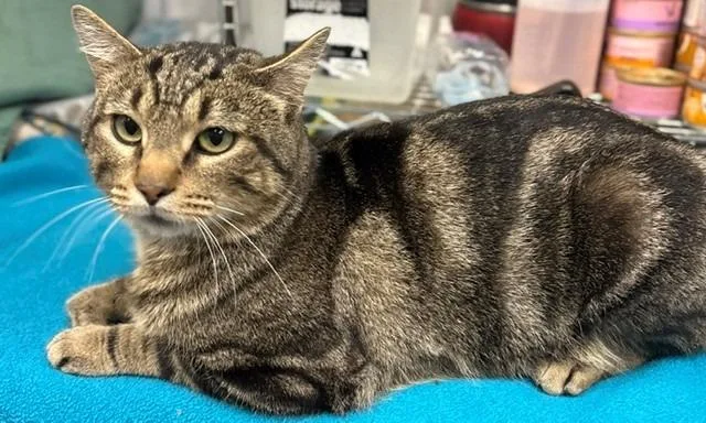 An adult medium-sized male Domestic Short Hair cat named Sid for adoption in Ladysmith, WI