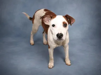 A young medium-sized male Cattle Dog dog named Jeremy for adoption in Taylorsville, NC