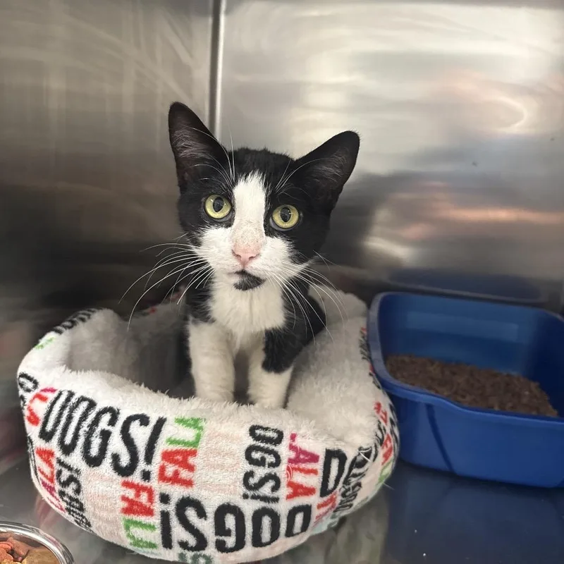 An adult medium-sized female American Shorthair cat named Roxie for adoption in Danbury, CT