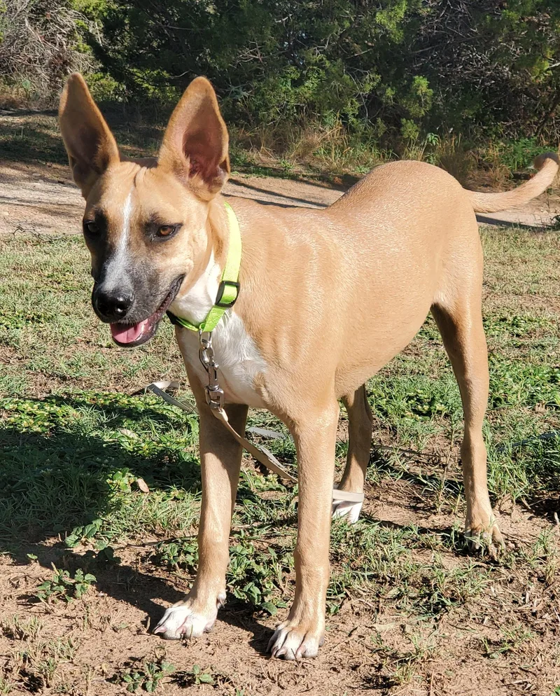 A baby medium-sized female Yellow / Tan / Blond / Fawn Black Mouth Cur dog named Chloe for adoption in Snyder, TX