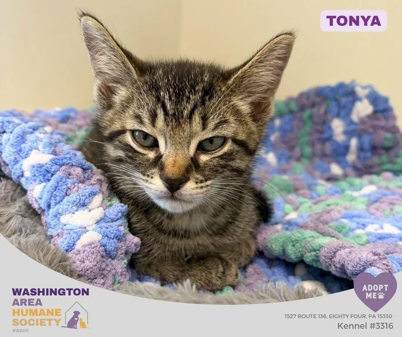 A baby small-sized female Tabby (Brown / Chocolate) Domestic Short Hair cat named Tonya for adoption in Eighty Four, PA