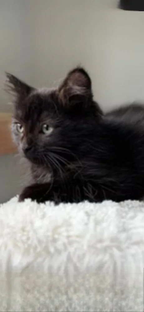 A baby small-sized female Black Maine Coon cat named Morgana for adoption in Calimesa, CA