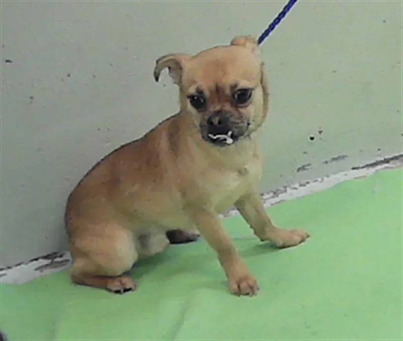 An adult small-sized male Pug dog named Loki for adoption in Houston, TX