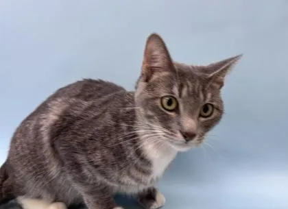 An adult small-sized female Domestic Short Hair cat named Gracie for adoption in Woodbury, MN