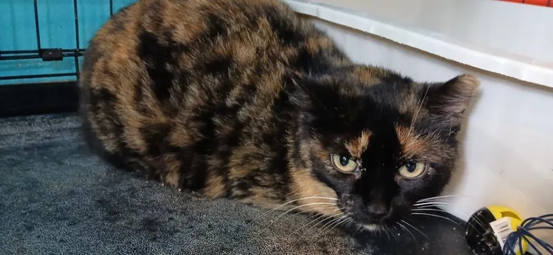 A young medium-sized female Domestic Short Hair cat named Pixel for adoption in Crocker, MO