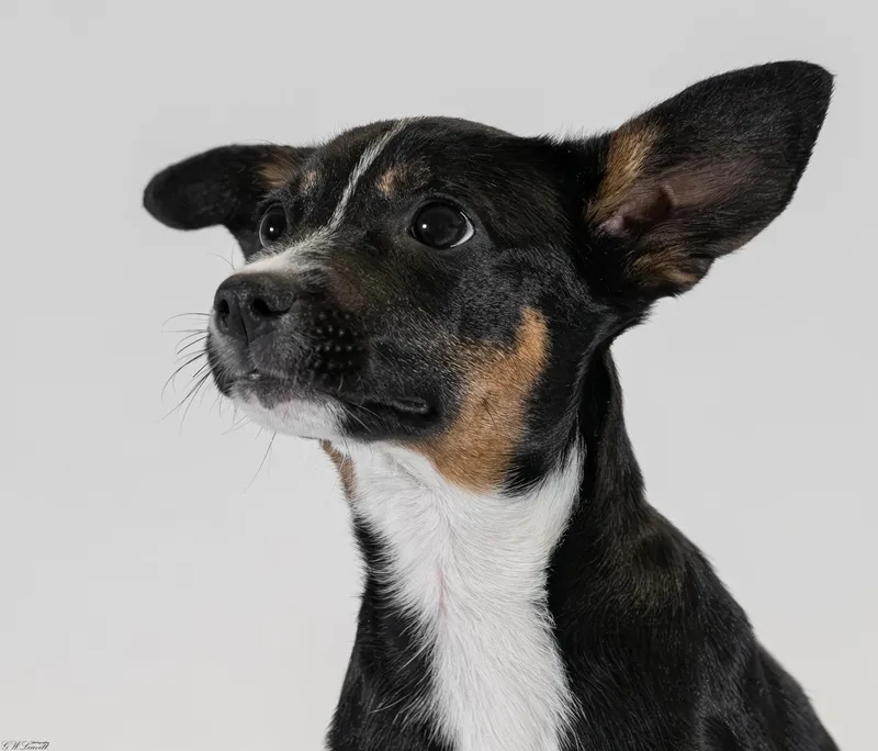 A baby medium-sized female Tricolor (Brown, Black, & White) Mixed Breed dog named Nova Sky for adoption in BONIFAY, FL