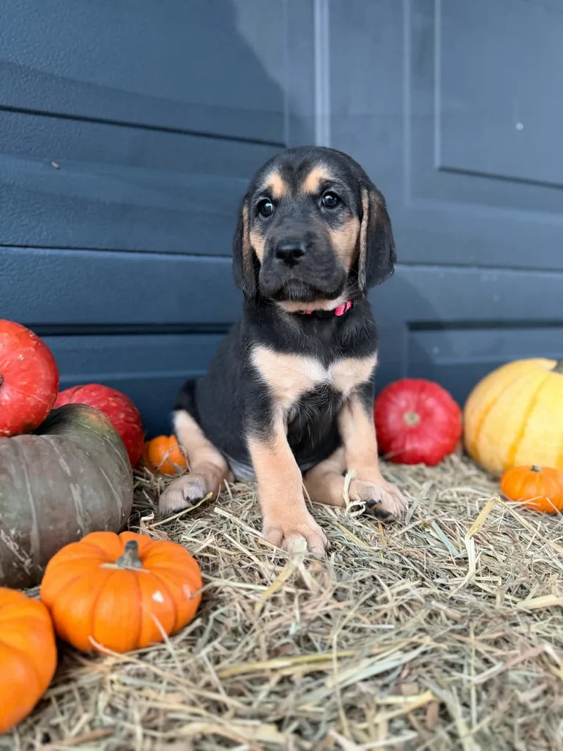 A baby medium-sized female Black and Tan Coonhound dog named Crow for adoption in Dysart, IA