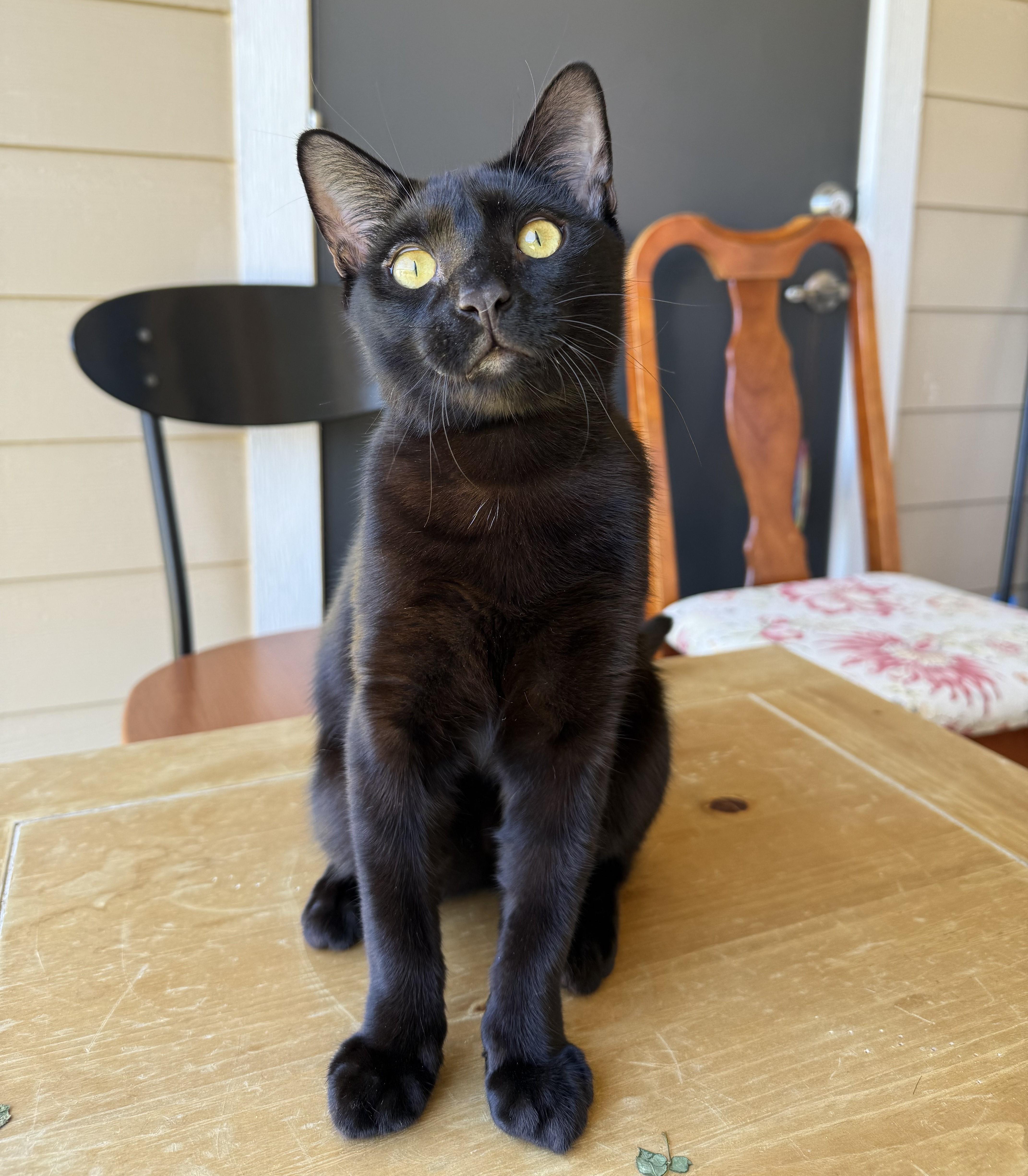 A young medium-sized male Black Domestic Short Hair cat named Nemo for adoption in Tyler, TX