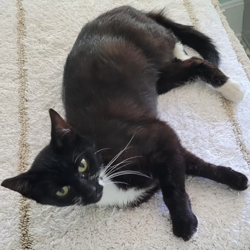A young medium-sized female Domestic Short Hair cat named Singer for adoption in Coos Bay, OR