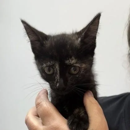 A baby small-sized female Black Domestic Short Hair cat named Arabia for adoption in Atlanta, GA