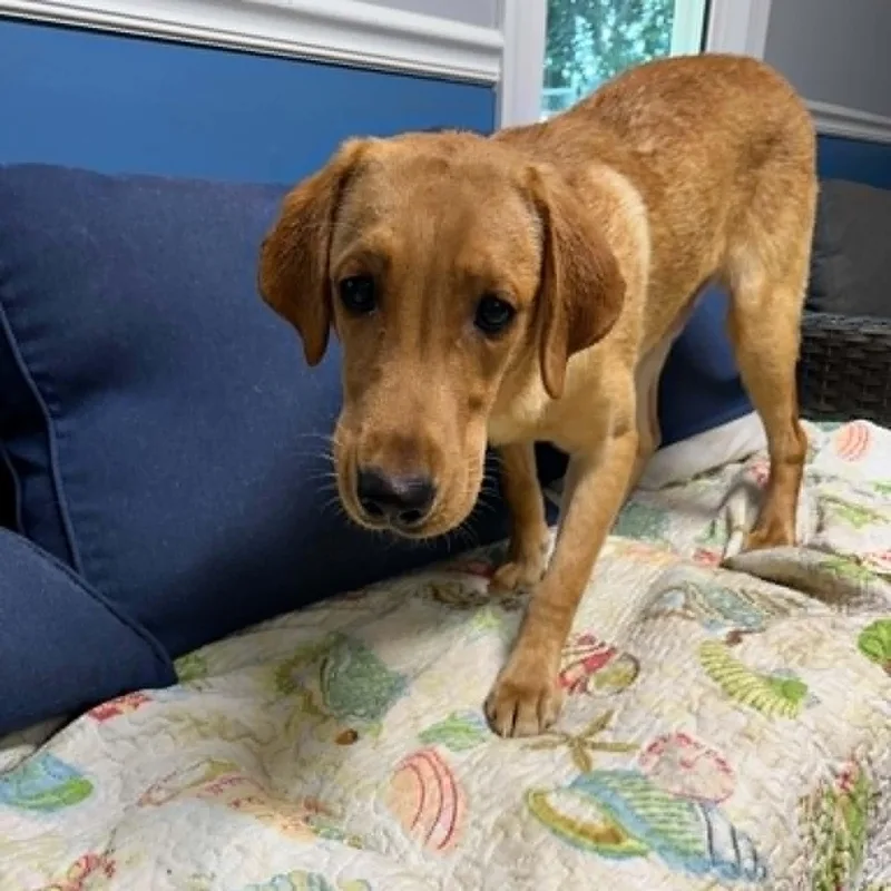 A young medium-sized male Apricot / Beige Labrador Retriever dog named Nickel for adoption in Sunderland, MD