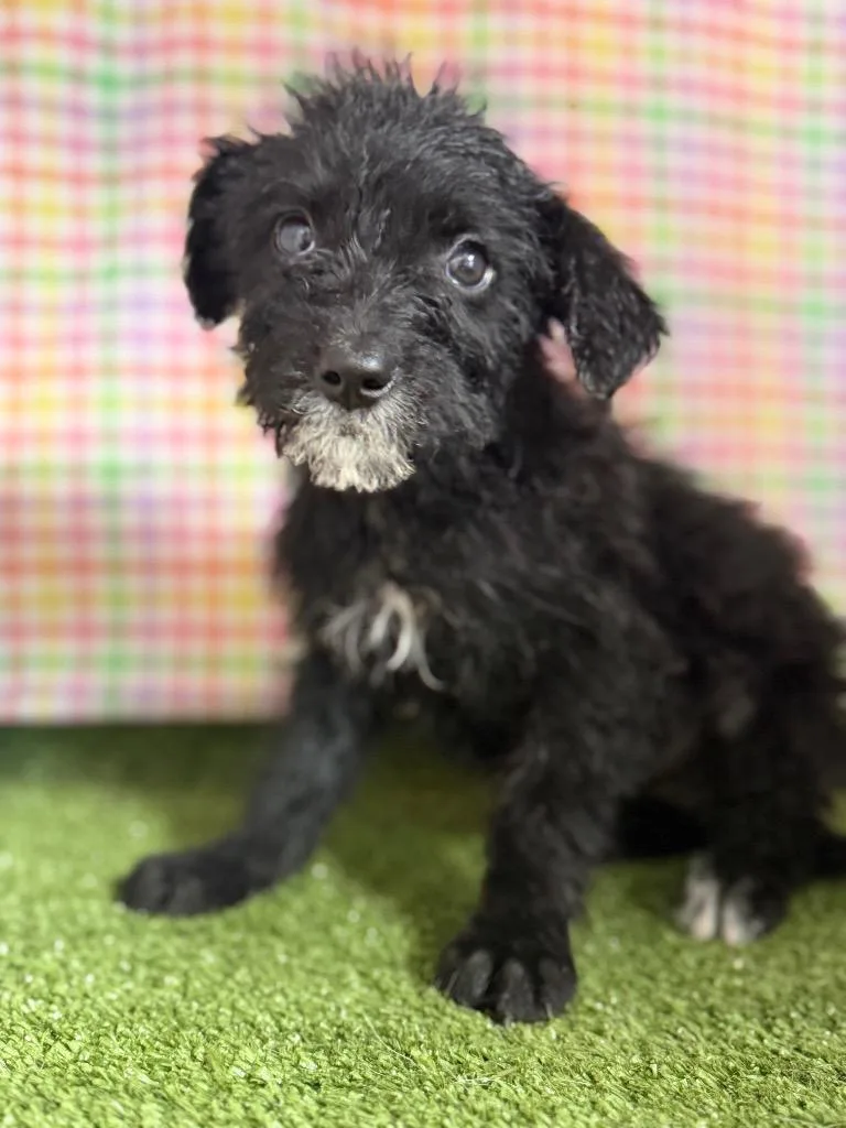 A baby small-sized female Poodle dog named Ada for adoption in Hopkinsville, KY
