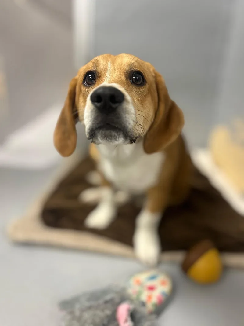 A young medium-sized male Basset Hound dog named Bruiser for adoption in Brookville, OH