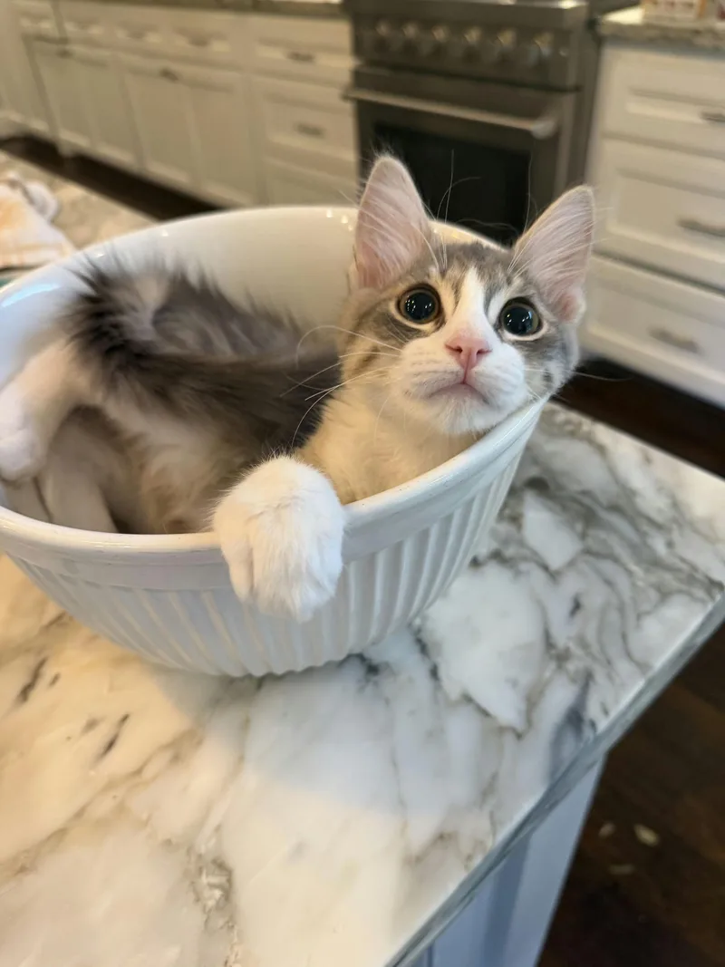 A baby medium-sized female Tabby (Gray / Blue / Silver) Domestic Short Hair cat named Fifi for adoption in Houston, TX