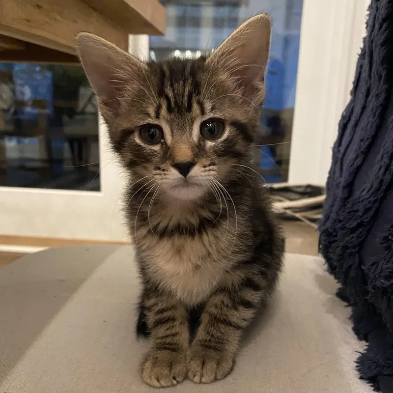 A baby medium-sized male Tabby (Brown / Chocolate) Domestic Short Hair cat named Maverick for adoption in Beaufort, SC