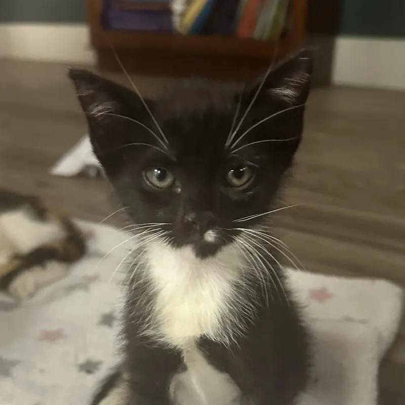 A baby small-sized male Black Domestic Short Hair cat named Moe for adoption in Austin, TX