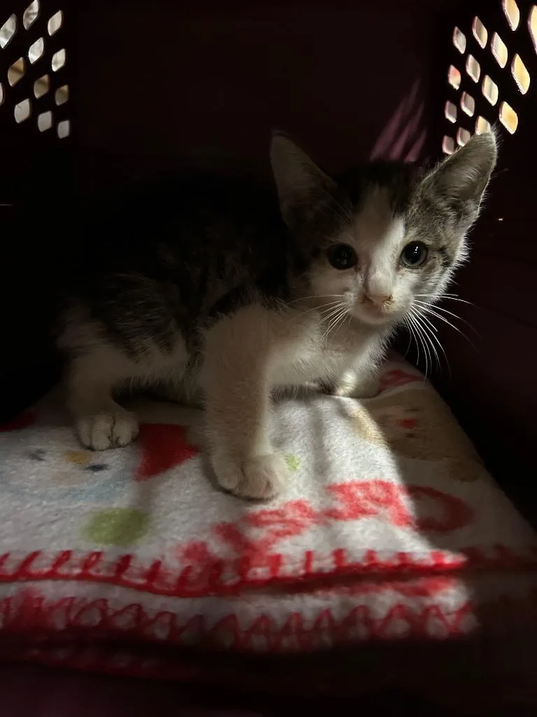 A baby medium-sized male Domestic Short Hair cat named Freedom for adoption in Portland, IN