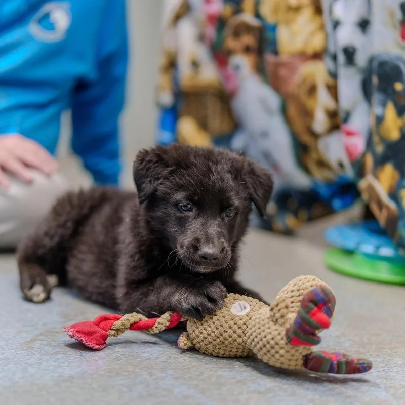 Sargent Pepper thumbnail 3