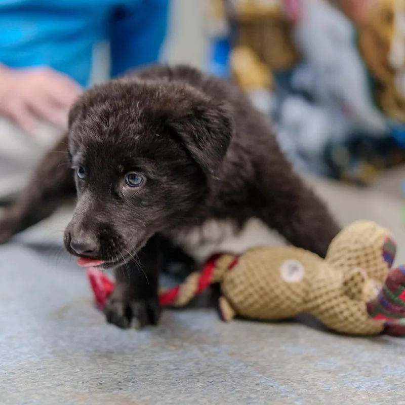 Sargent Pepper thumbnail 4