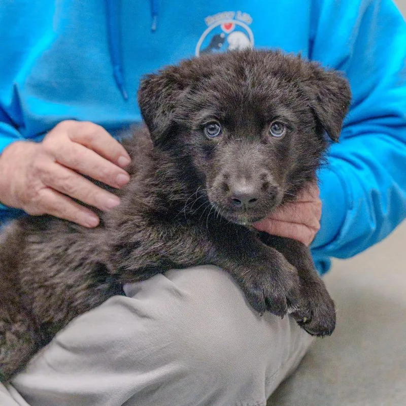 Sargent Pepper thumbnail 5