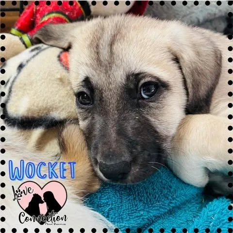A baby medium-sized male Shepherd dog named Wocket for adoption in Gilbert, AZ
