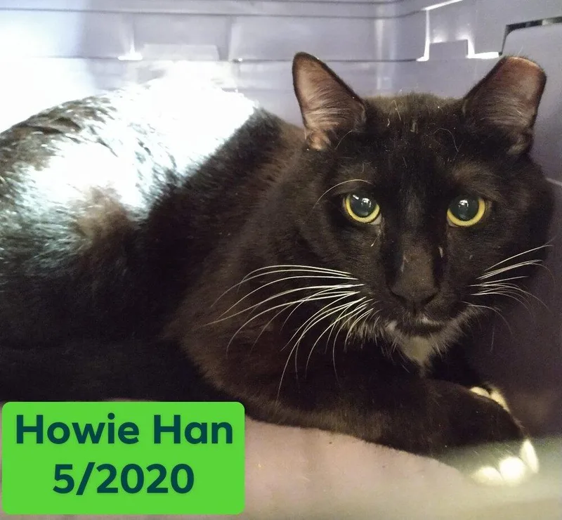 An adult medium-sized male American Shorthair cat named Howie Han for adoption in Skippack, PA