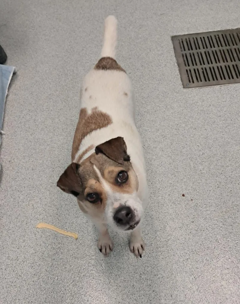 A senior small-sized male Jack Russell Terrier dog named Smither for adoption in Frankfort, KY
