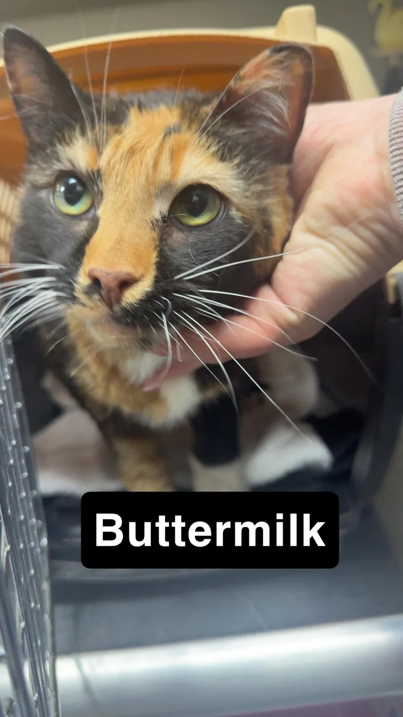 A senior small-sized female Domestic Short Hair cat named Buttermilk for adoption in Coralville, IA