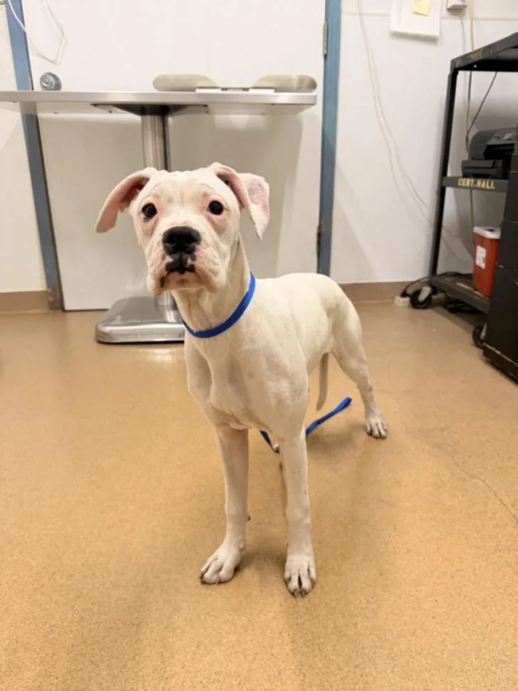 A young small-sized female Boxer dog named Brie for adoption in Hayward, CA