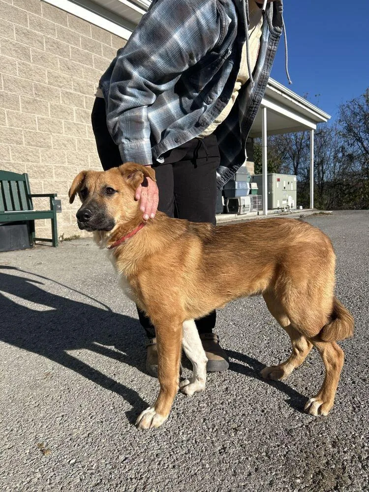 A young medium-sized female Shepherd dog named Paisley for adoption in Silver Spring, MD