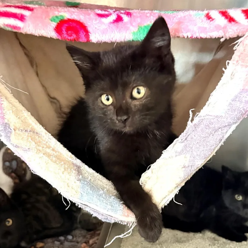 A baby medium-sized female Black Domestic Short Hair cat named Habanero for adoption in Blackfoot, ID