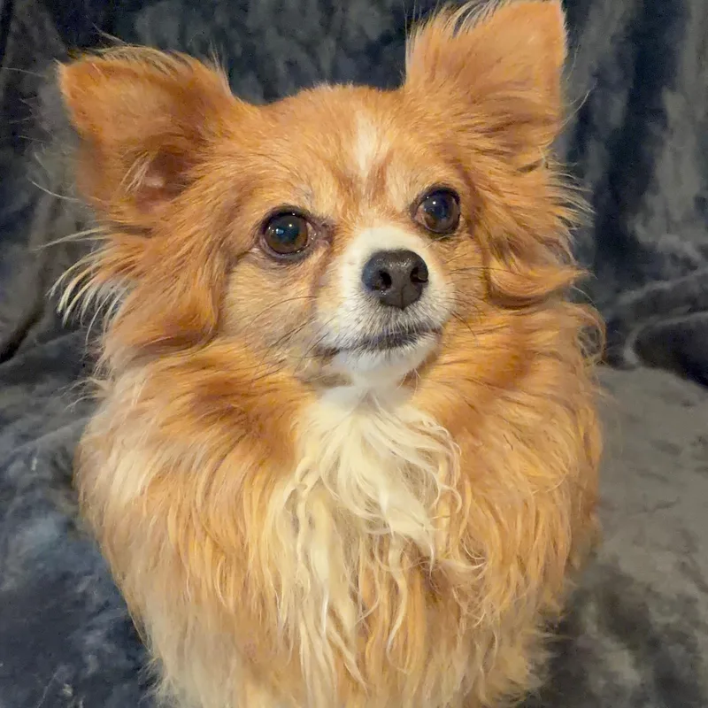 An adult small-sized female Golden Chihuahua dog named Sophie for adoption in Pelham, NH