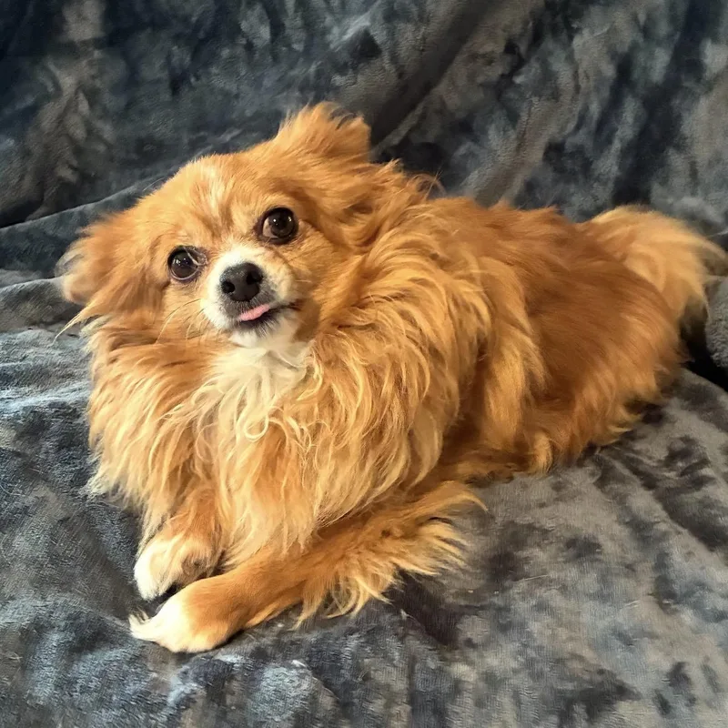 Sophie thumbnail 3