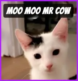 Moo Moo Missy Cow thumbnail 3