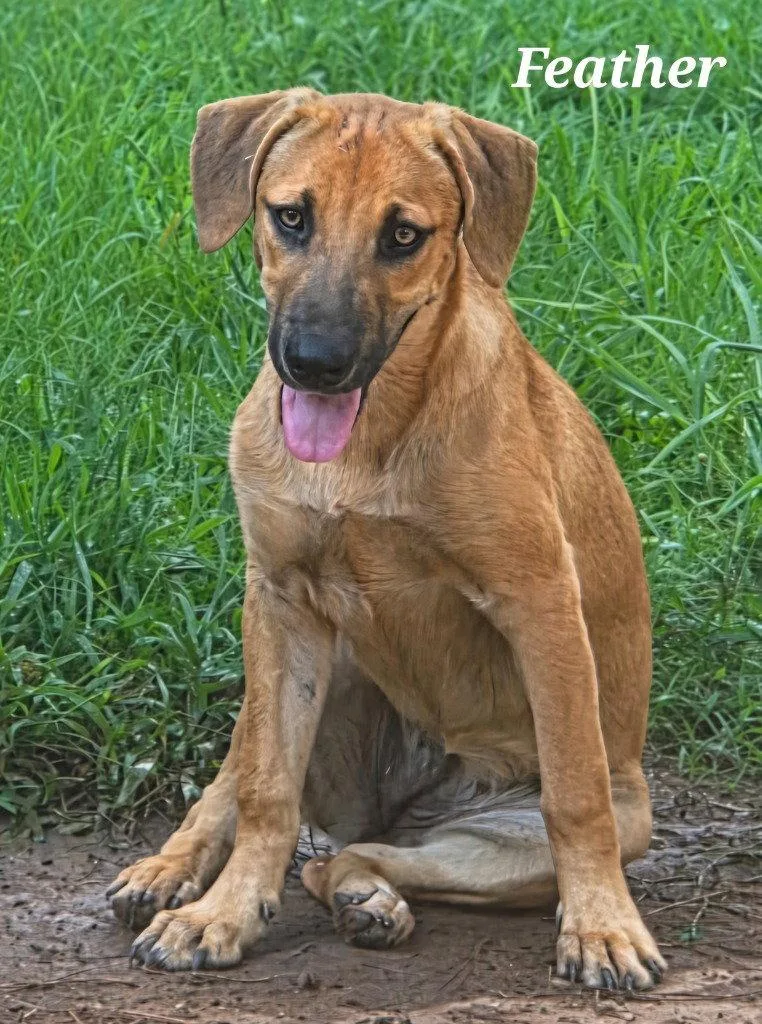 A baby large-sized female Shepherd dog named Feather for adoption in Bloomfield, CT