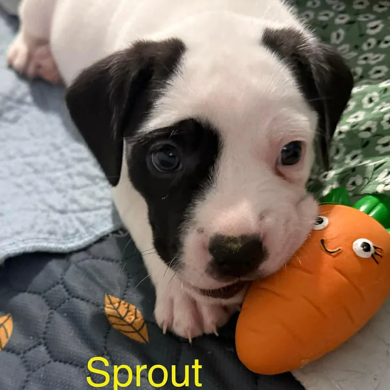Sprout thumbnail 4