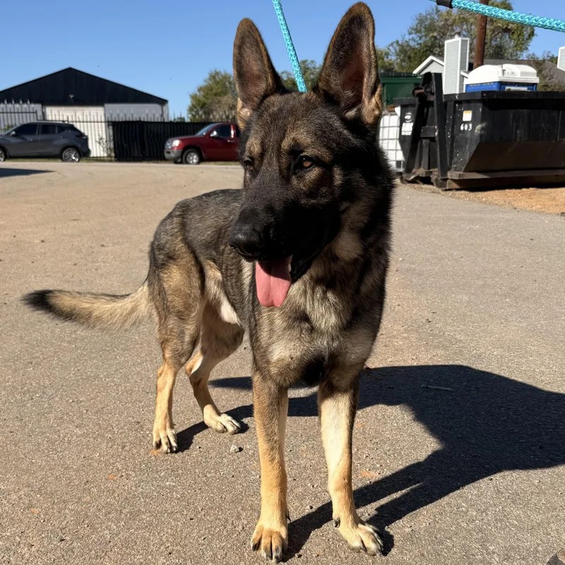 An adult large-sized male German Shepherd Dog dog named Zeus for adoption in Columbia, SC