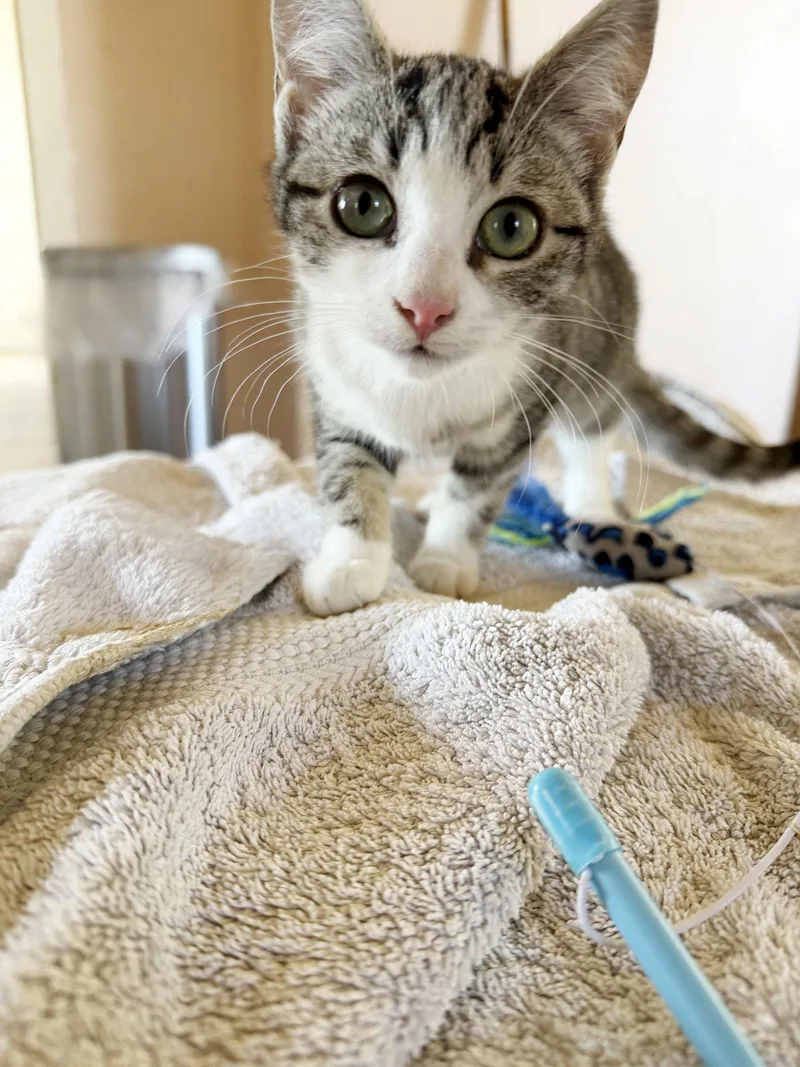 A baby medium-sized female Tabby cat named Agate for adoption in Alameda, CA