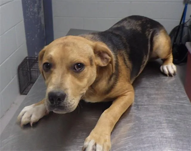 A baby small-sized male Pit Bull Terrier dog named Farid for adoption in Augusta, GA