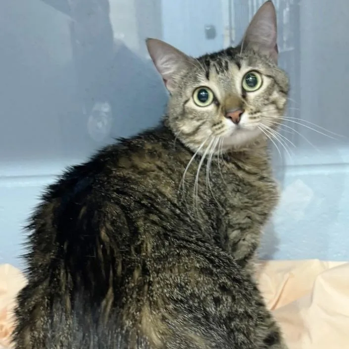 An adult large-sized female Brown / Chocolate Domestic Medium Hair cat named Nyla for adoption in Concord, NH