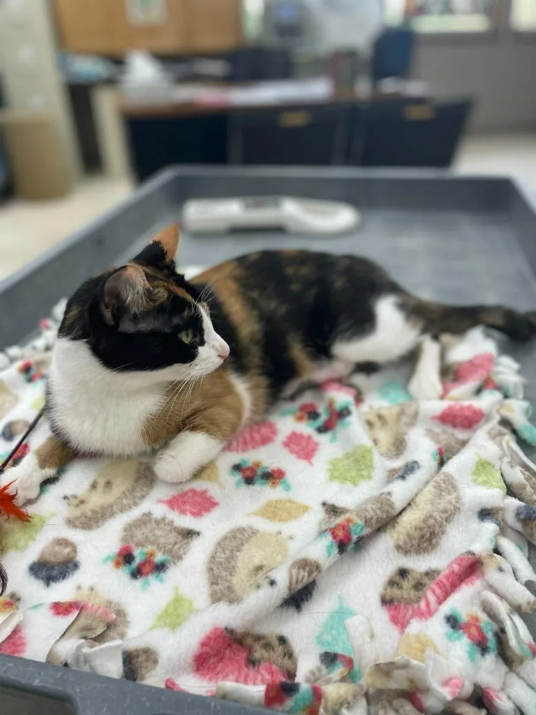 A young medium-sized female Domestic Short Hair cat named Rosalyn for adoption in Neillsville, WI